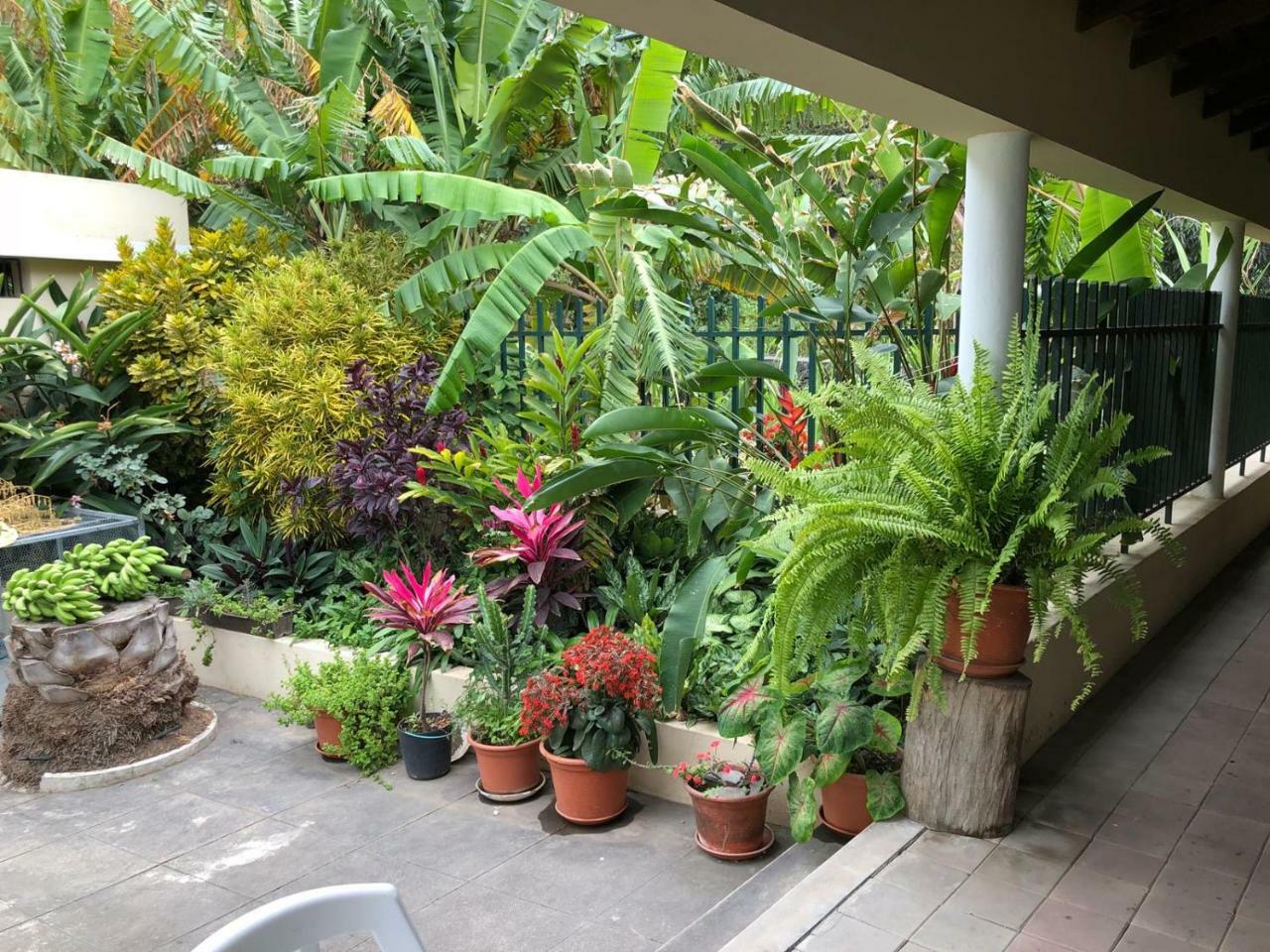 Ribeira Grande Country House Cha de Arroz Экстерьер фото